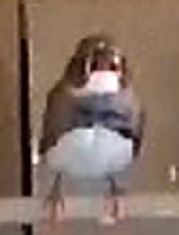 Mandarins cou blanc.jpg