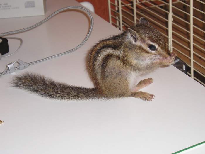 Tamia 7 semaines (4).JPG