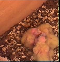 Les 4 bÃ©bÃ©s callo ont grandi.jpg