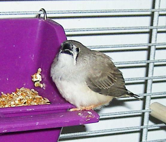 mandarin 2.JPG