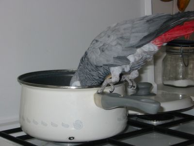 lorita tete casserole.jpg