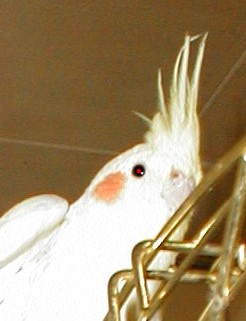 p1010046c tete.jpg