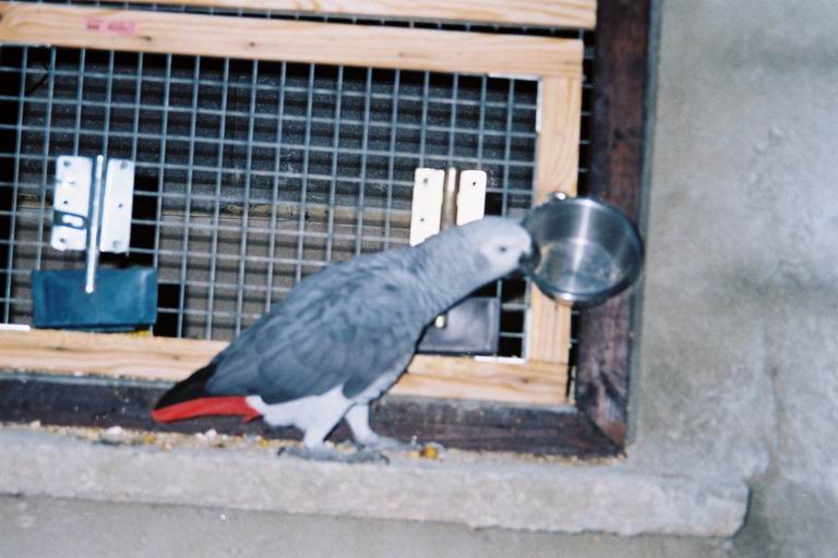 coco-voulantrentrer.jpg