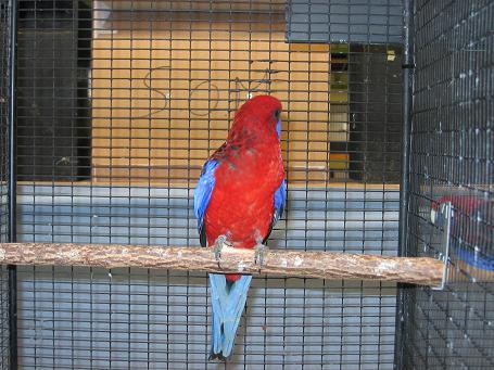 Pennant male 3.jpg
