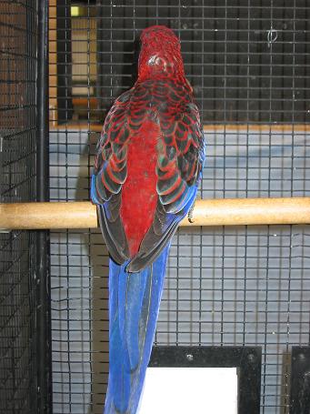 Pennant male 2.jpg