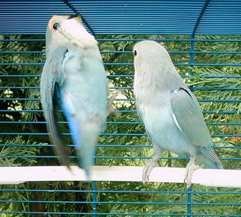 accrobatie.jpg