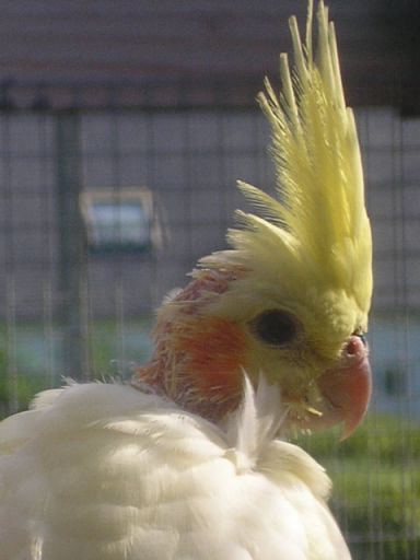 HUPPE MAGNIFIQUE tete en repousse.jpg