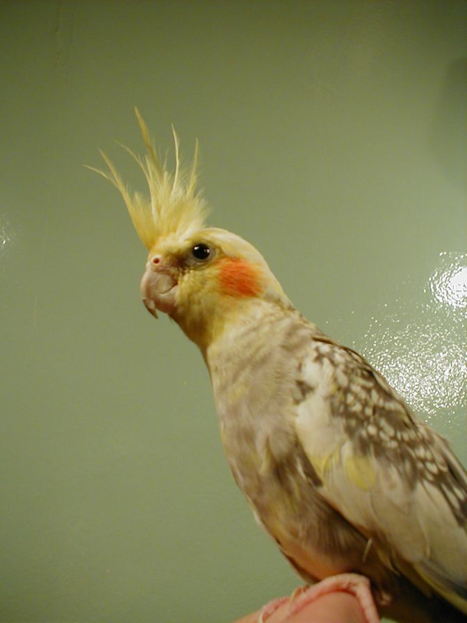 lola6.jpg