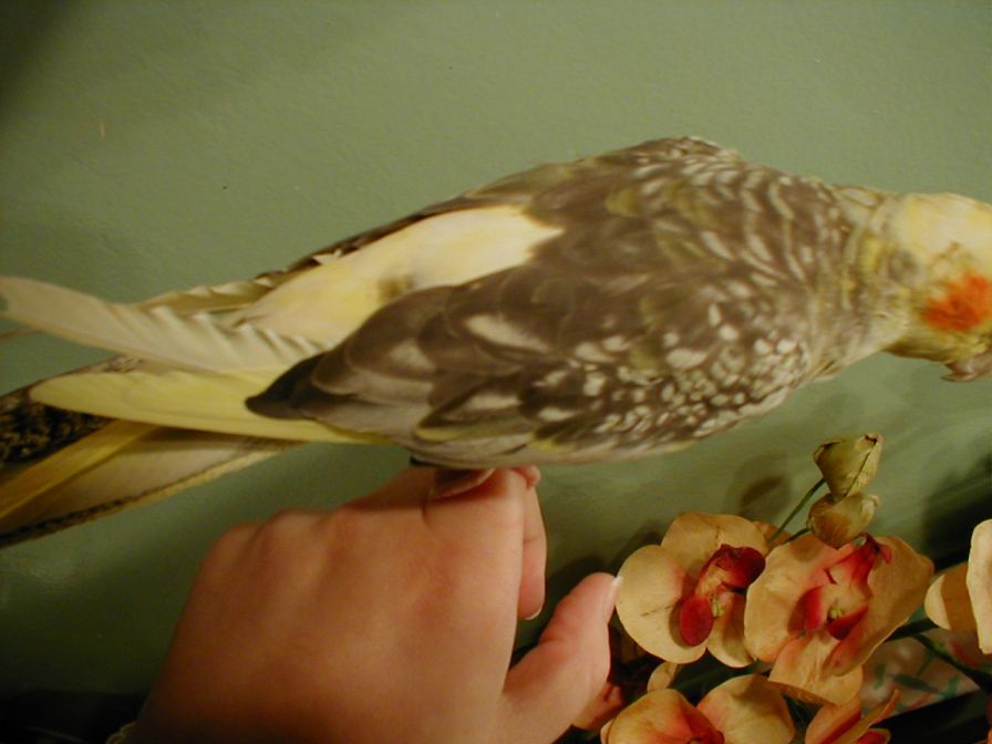 lola4.jpg