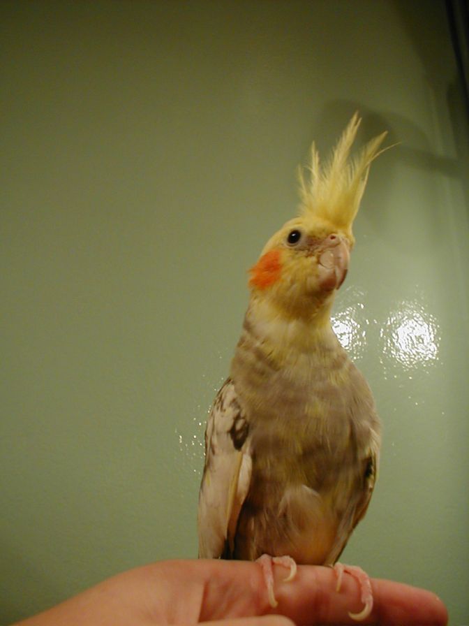 lola2.jpg