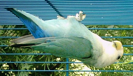 acrobatie 1.jpg