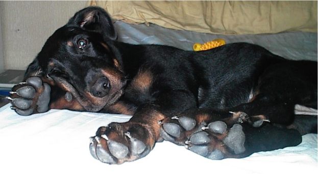 beauceron2.jpg