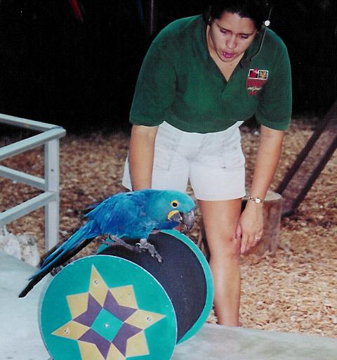 ara parrot jungle 004.jpg