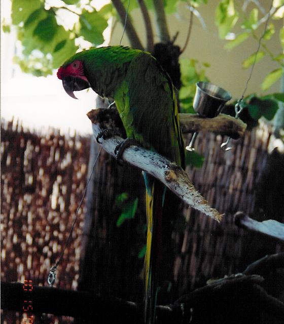 ara parrot jungle.jpg