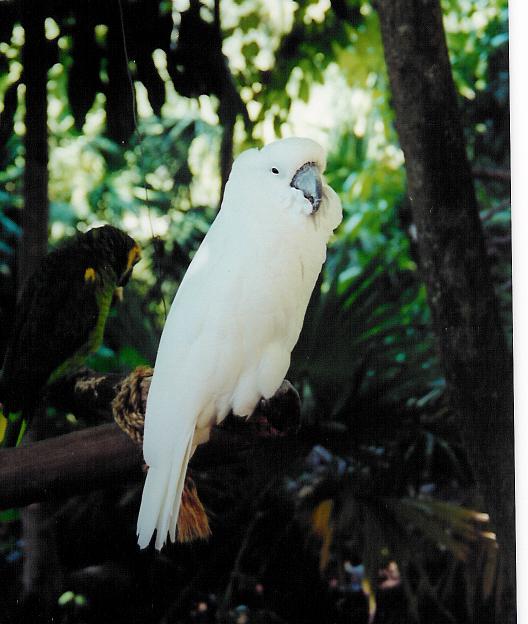 ara parrot jungle 003.jpg