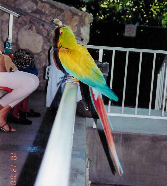ara parrot jungla 001.jpg