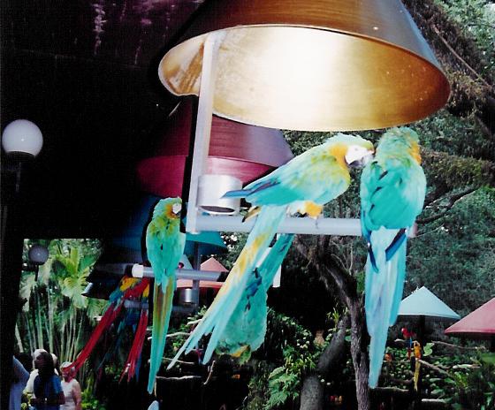 ara jungle parrot.jpg