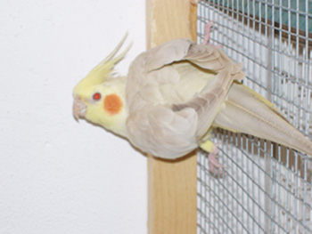 Calo fallow2.jpg