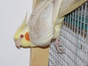 Calo fallow.jpg