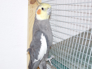 Calo panachÃ© gris.jpg
