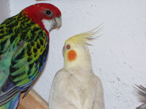 Calo fallow + Omni ailes blanches.jpg