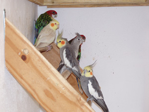 Groupe calo.jpg