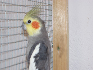 Calo split fallow.jpg