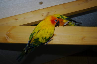 DSC_4548_redimensionner.JPG