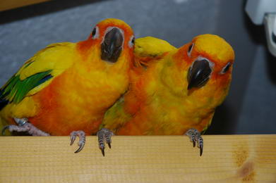 DSC_4546_redimensionner.JPG