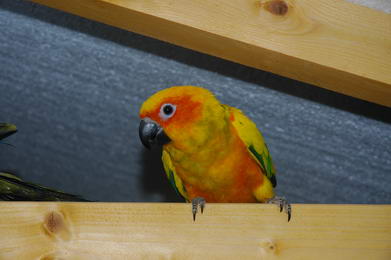 DSC_4545_redimensionner.JPG