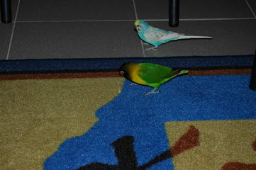 DSC_4905_redimensionner.JPG