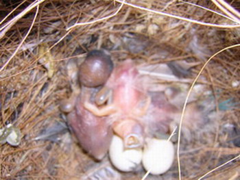 bb gould+LQ nvc.jpg