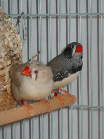 cple mandarins.jpg