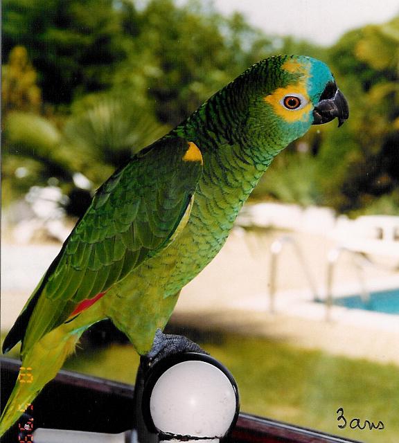 Paco 3 ans.jpg