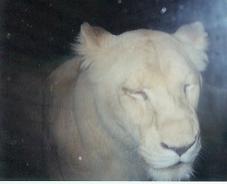 beauval013.jpg