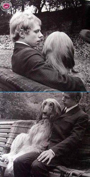 blonde_chien.jpg