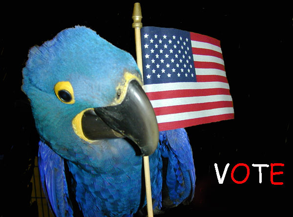 vote.jpg