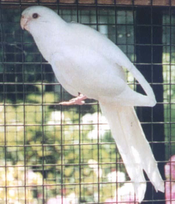 Pennant Albino.jpg