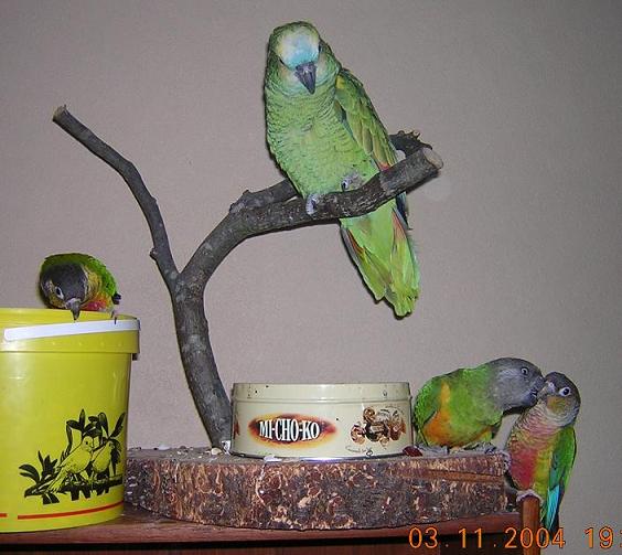 amazone pepete frisby et thanos2.JPG