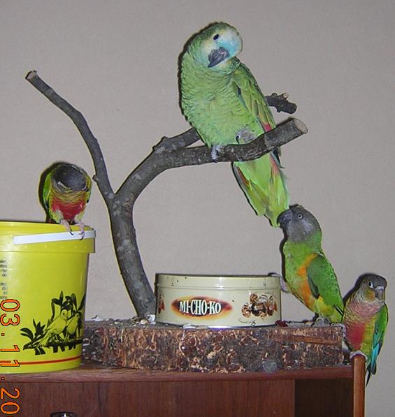 amazone pepete frisby et thanos.JPG