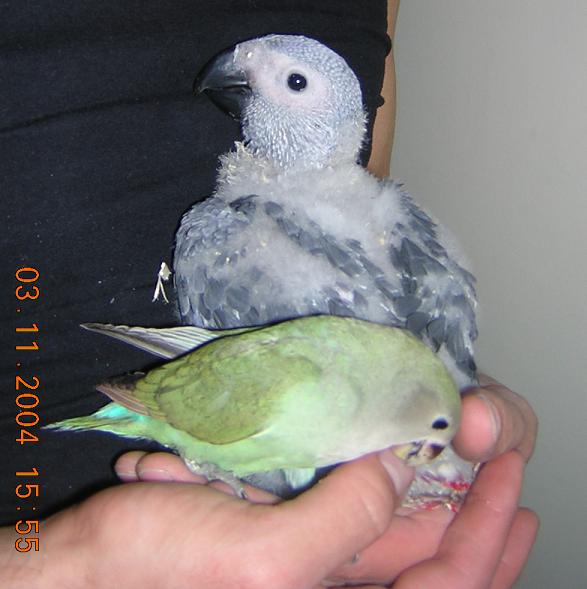 gris et boulyboulet2.JPG