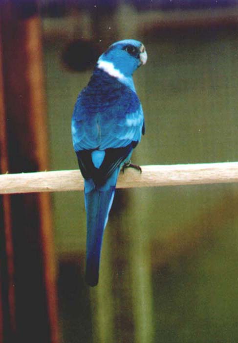 5blauwe.jpg