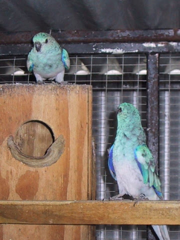 blue_2.jpg