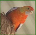 orange10.jpg