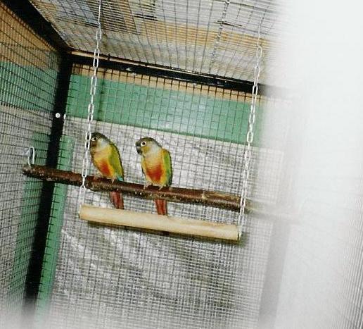 conures molinae mutation yellow side.JPG