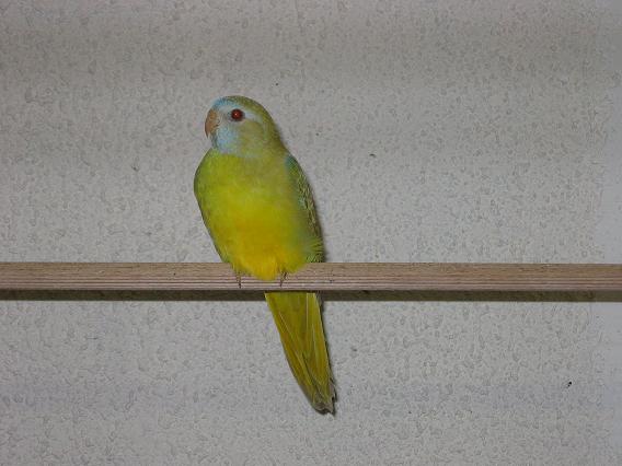 perso 001.jpg