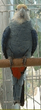 pallicep de face.JPG