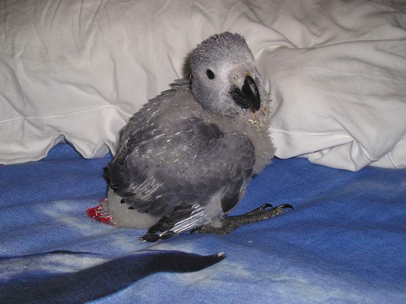 Luna 46 jours.JPG