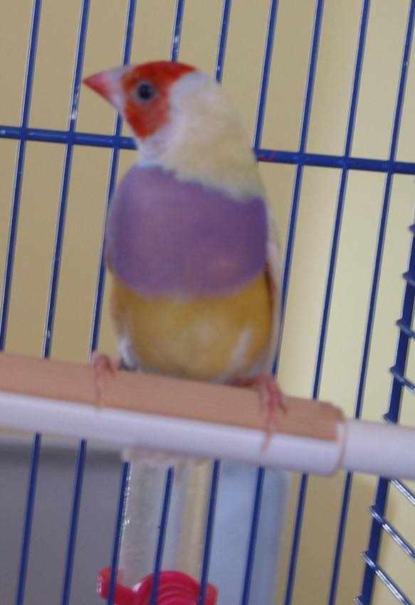 gould 005.jpg