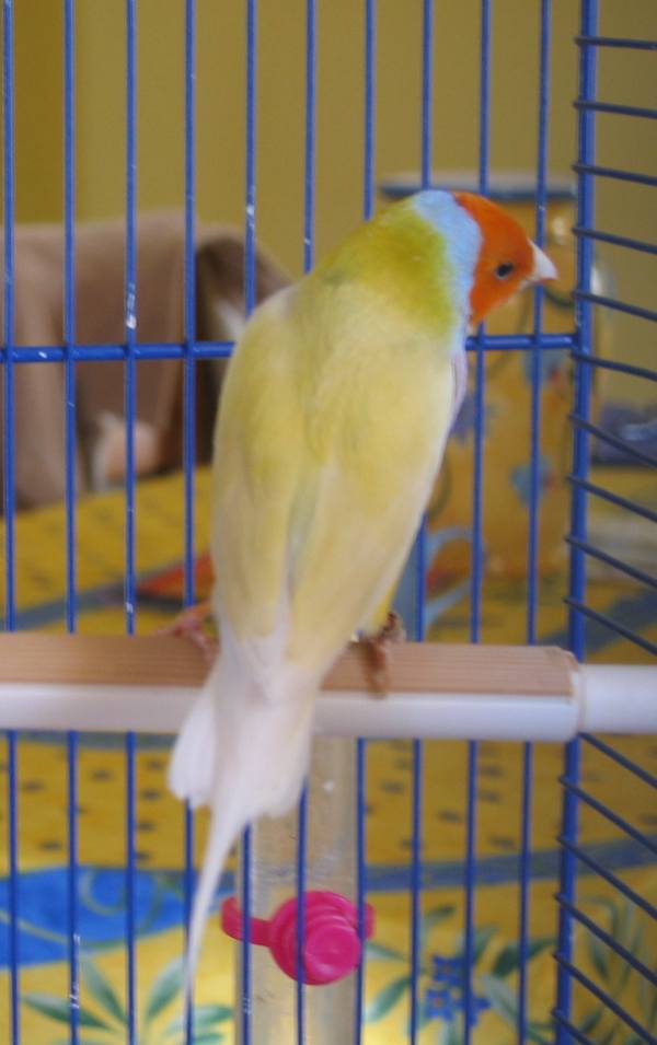 gould 007.jpg
